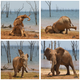 Imagen para el artículo titulado Estas son las fotos de animales más divertidas de 2021, según los Comedy Wildlife Photography Awards